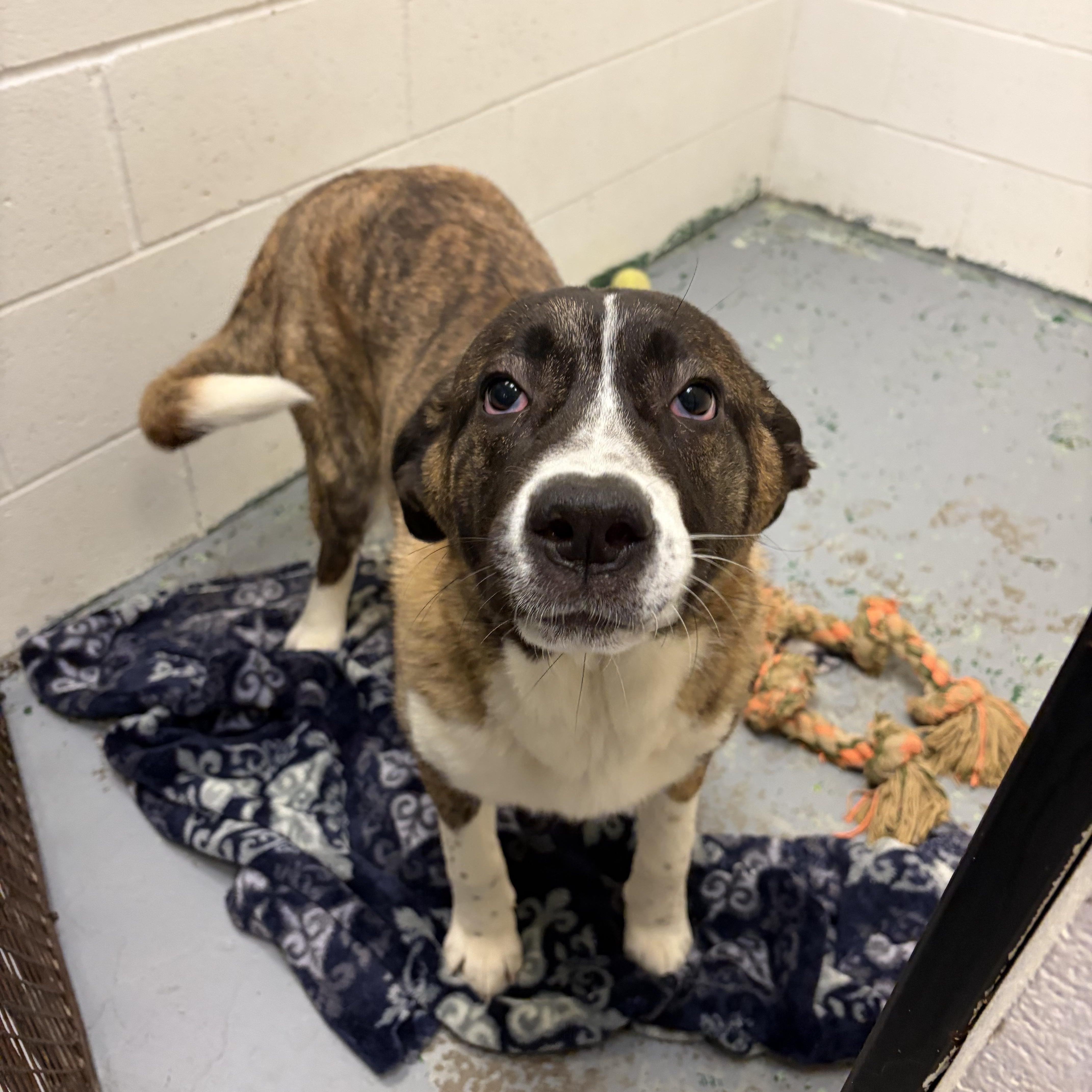 Story, a ADOPTABLE mixed breed in Spokane, WA image 3/4