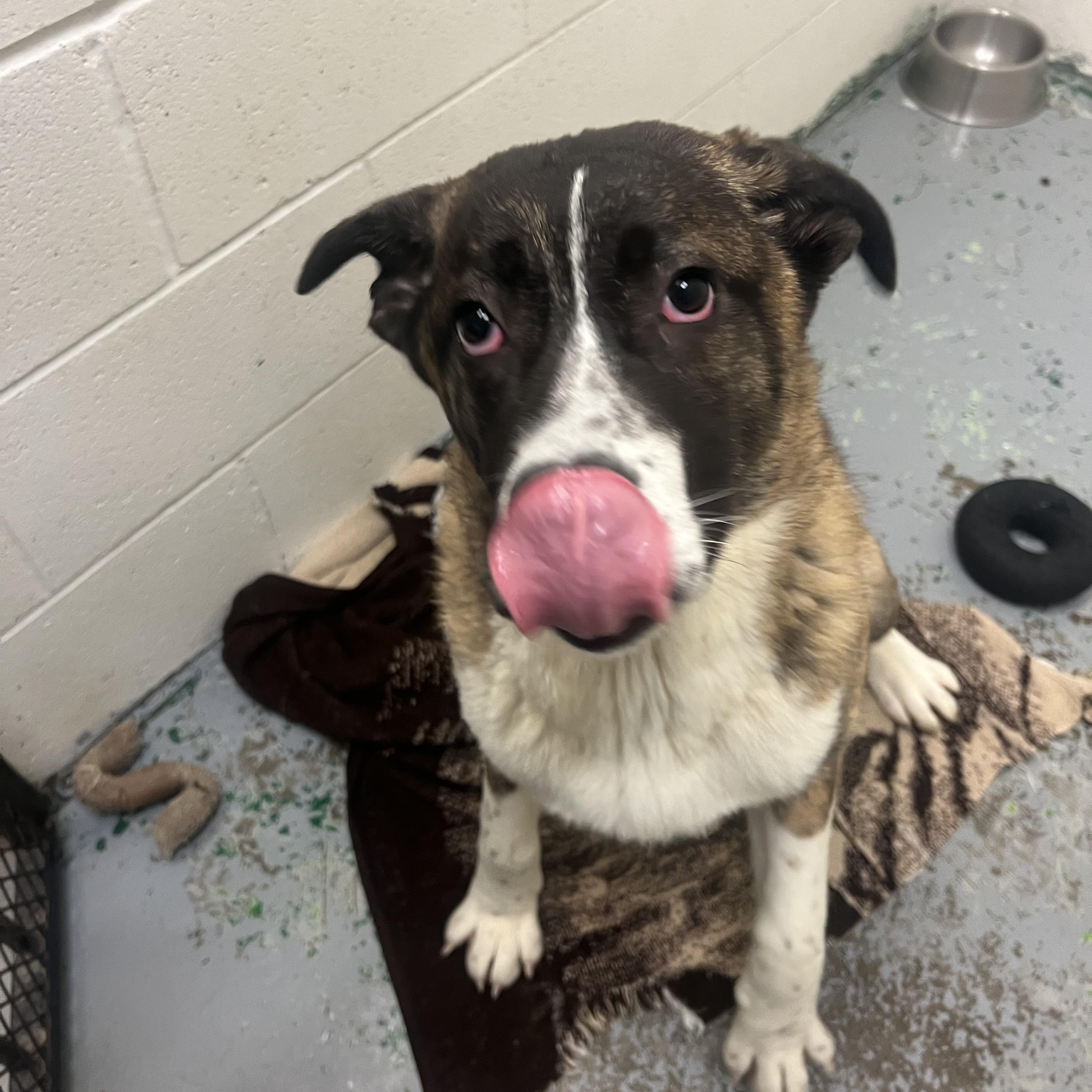 Story, a ADOPTABLE mixed breed in Spokane, WA image 1/4