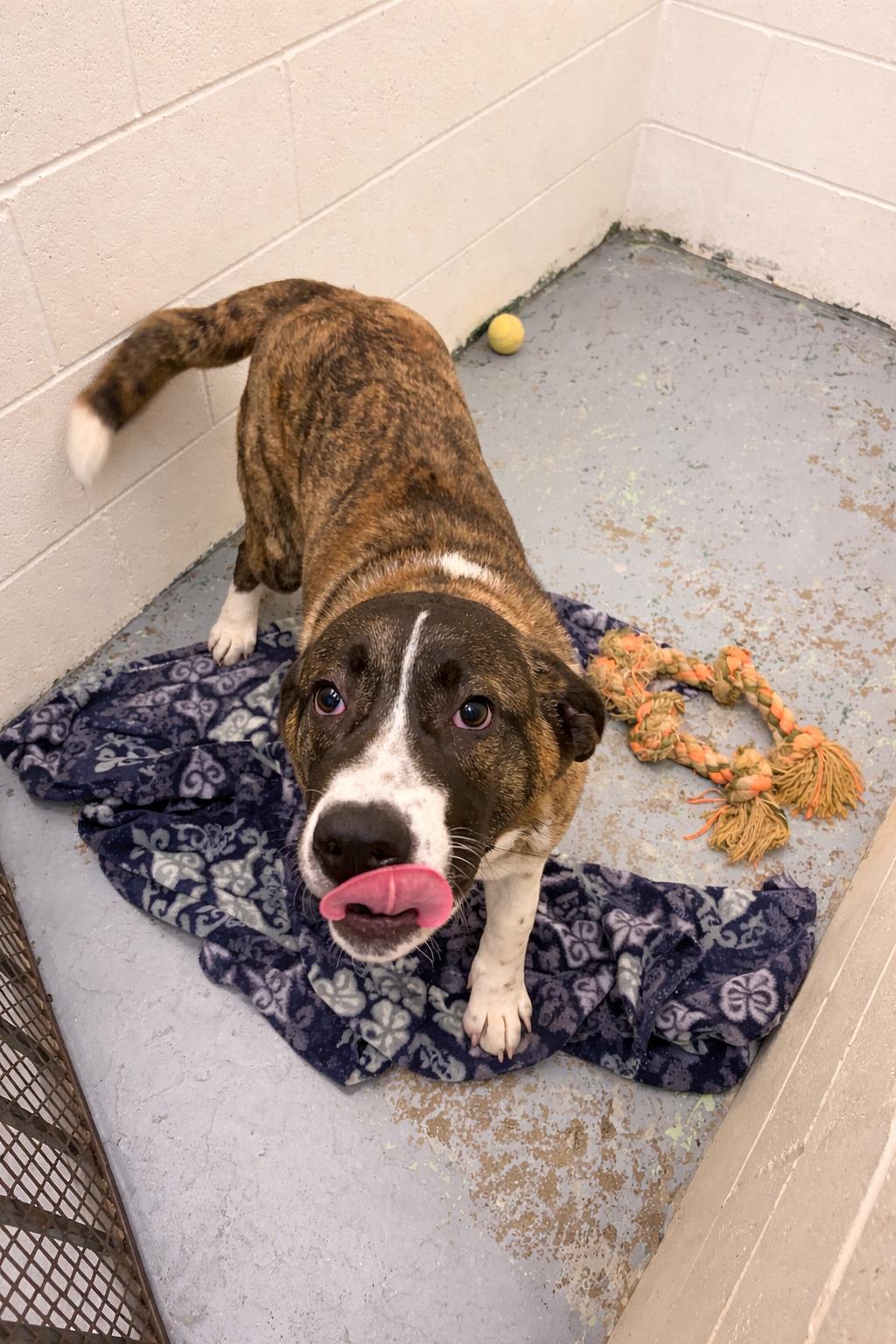 Story, a ADOPTABLE mixed breed in Spokane, WA image 4/4