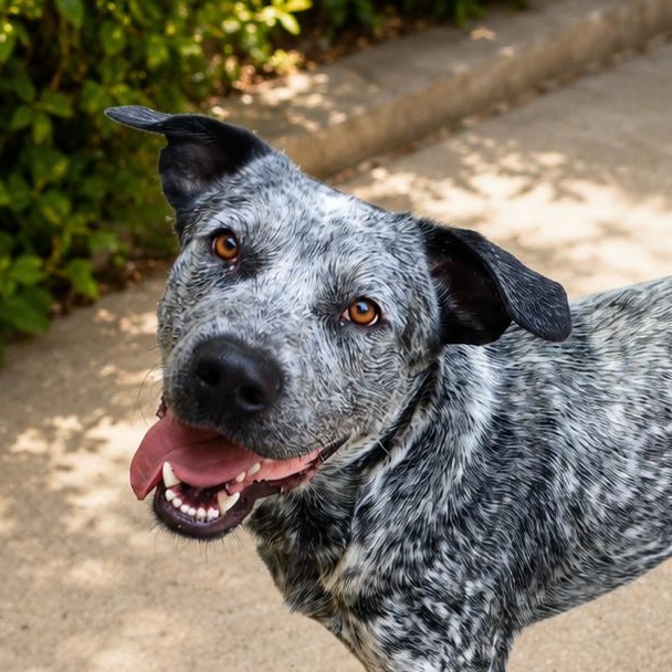 Bluey, adopted, Adult Male Australian Cattle Dog / Blue Heeler & Pit Bull Terrier.