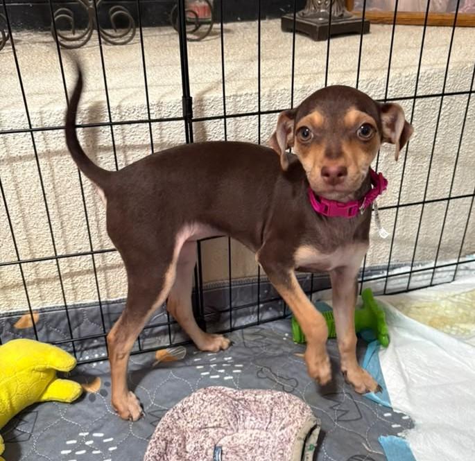 Enlarge Mini Boo - PUPPY, a ADOPTABLE mixed breed in Albuquerque, NM image 1/1