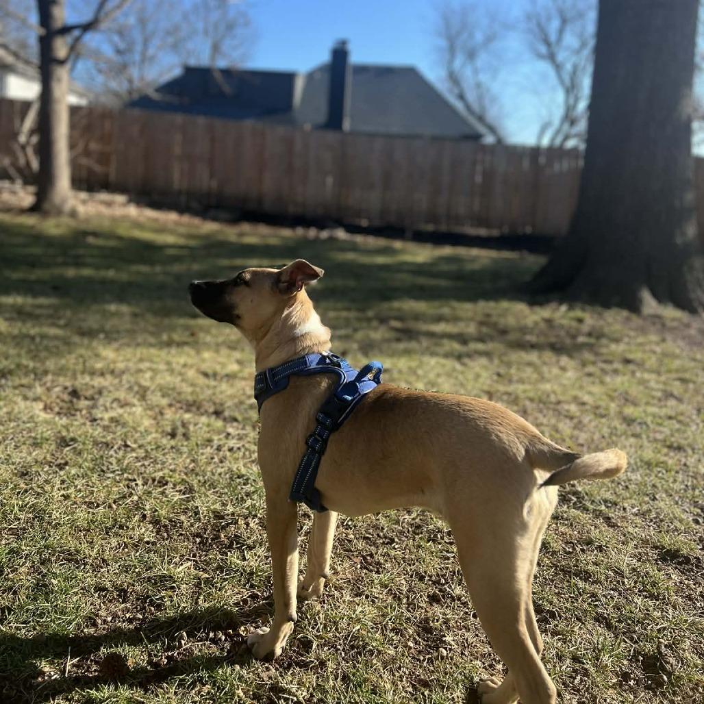 Ceres, Adoptable, Young Female Mixed Breed & Terrier.