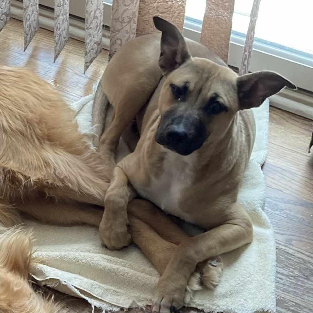 Enlarge Ceres, a Adoptable mixed breed in Olathe, KS image 2/6