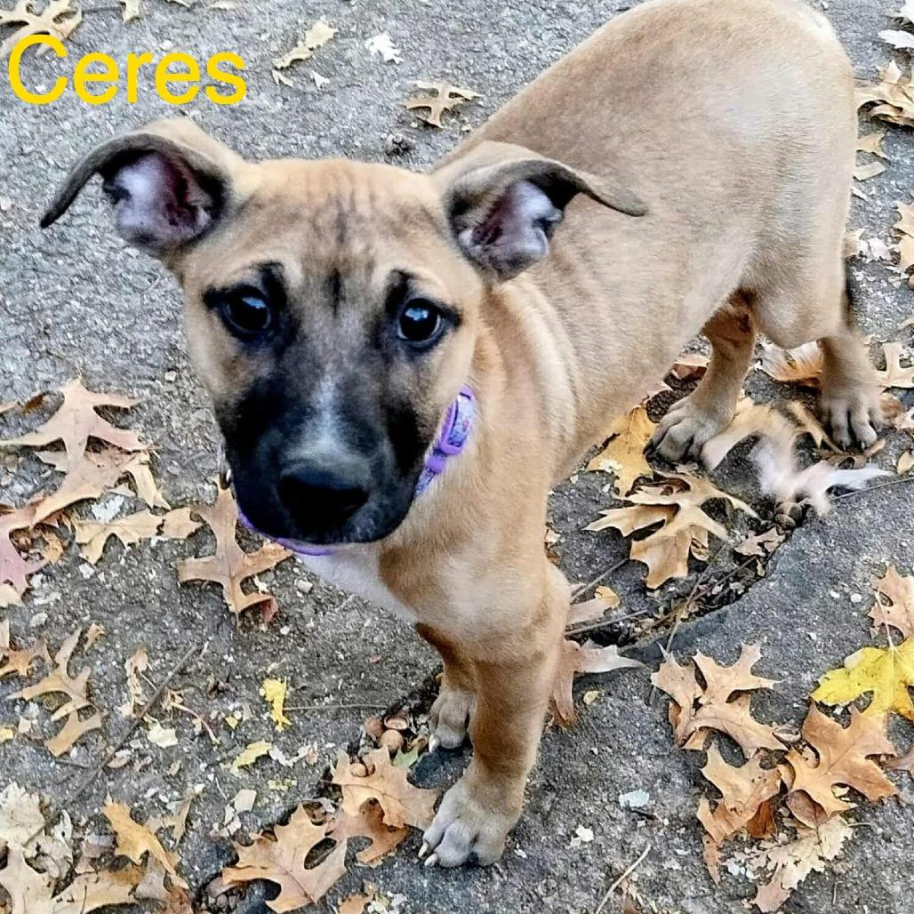 Ceres, Adoptable, Puppy Female Mixed Breed & Terrier.