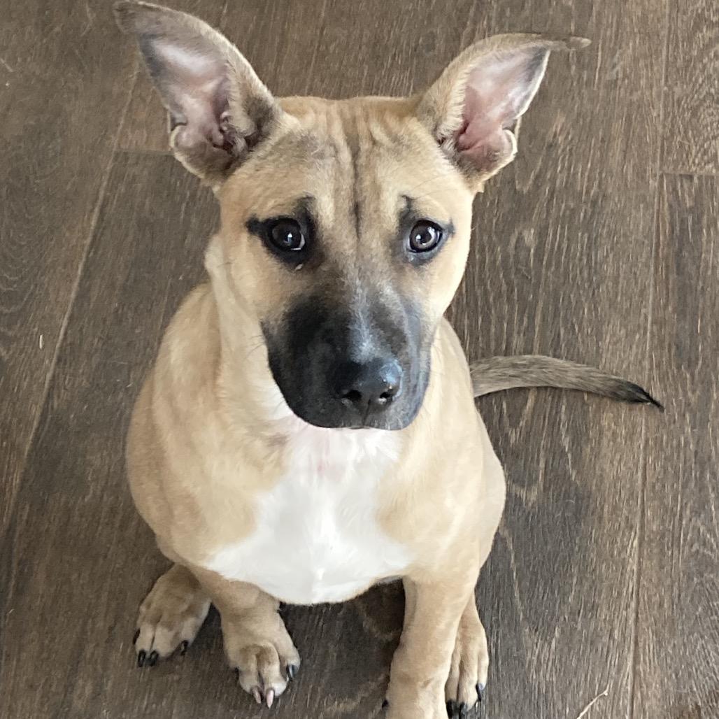 Enlarge Ceres, a Adoptable mixed breed in Olathe, KS image 4/6