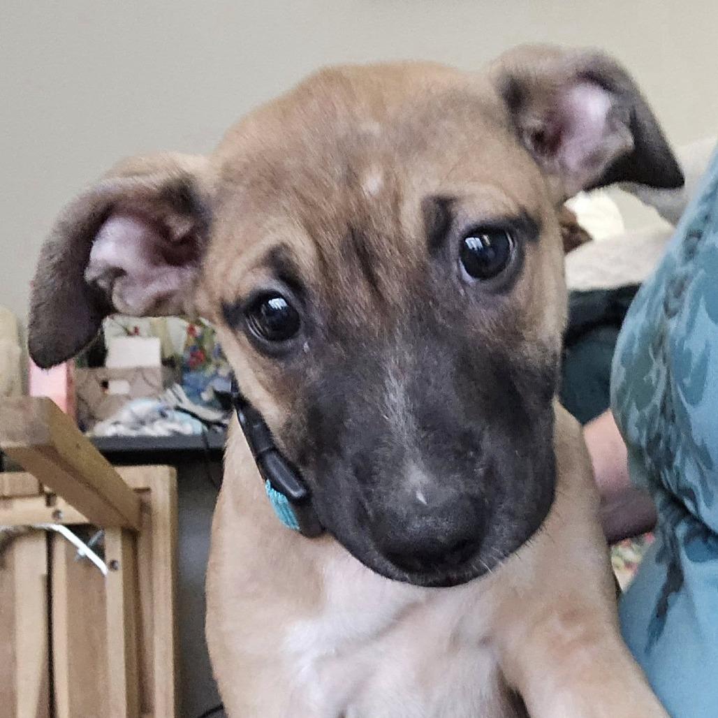 Ceres, a Adoptable mixed breed in Olathe, KS image 2/2