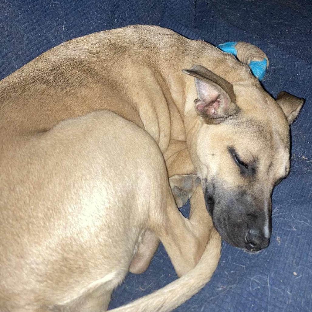 Enlarge Ceres, a Adoptable mixed breed in Olathe, KS image 5/6