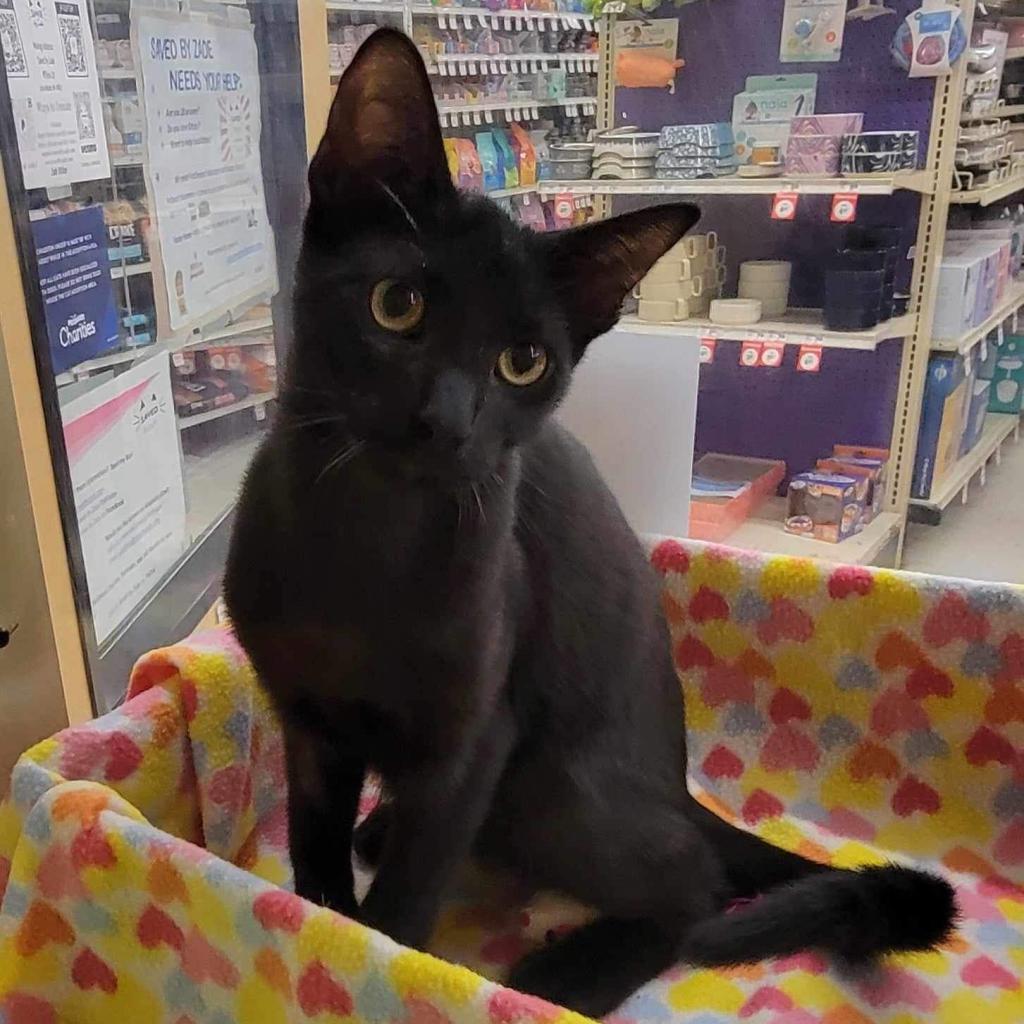 Prowler Bon Jovi 7644, Adoptable, Adult Male Domestic Short Hair.