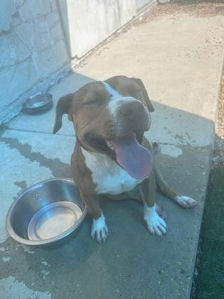 Clover (Underdog), Adoptable, Adult Male Pit Bull Terrier & Mixed Breed.