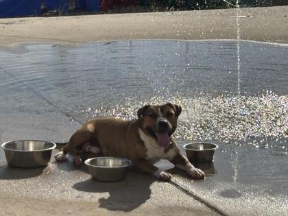 Enlarge Clover (Underdog), a Adoptable mixed breed in New Orleans, LA image 2/3