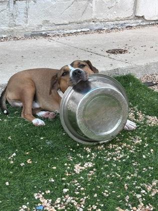 Enlarge Clover (Underdog), a Adoptable mixed breed in New Orleans, LA image 3/3