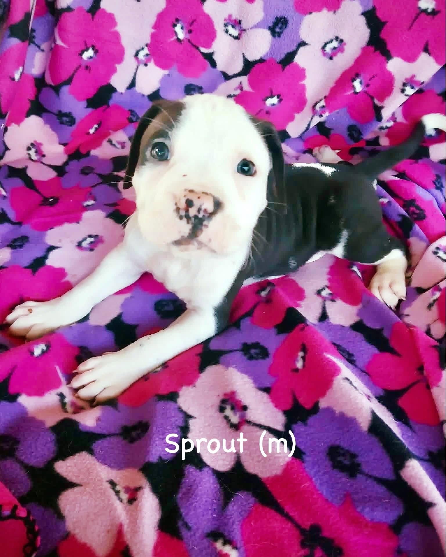 Enlarge Veg Litter - Sprout, a Adoptable Boxer in Monticello, NY image 1/1