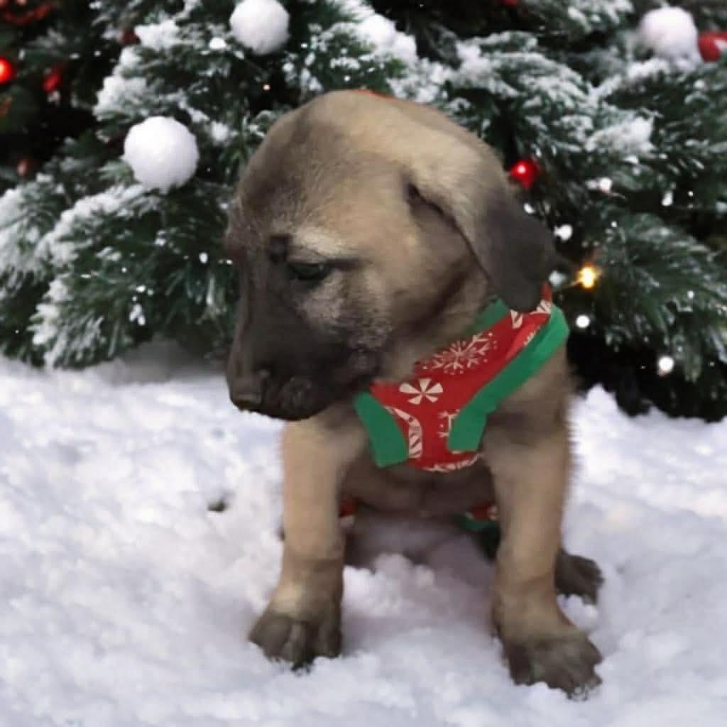 Anya, Adoptable, Puppy Female Anatolian Shepherd.