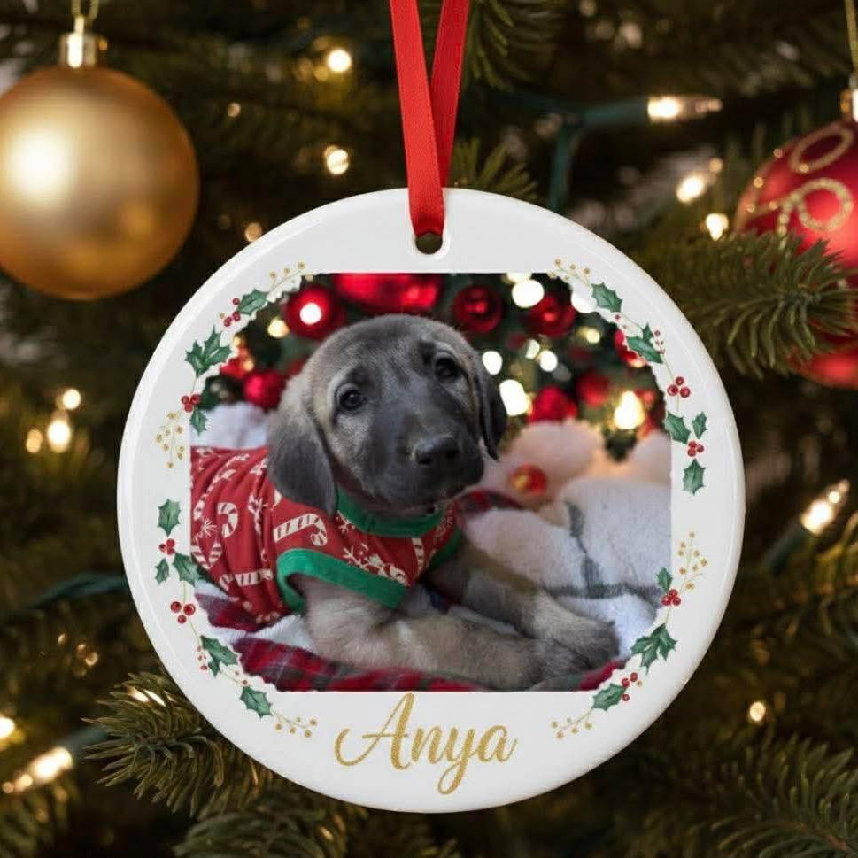 Enlarge Anya, a Adoptable Anatolian Shepherd in Phoenix, AZ image 2/3