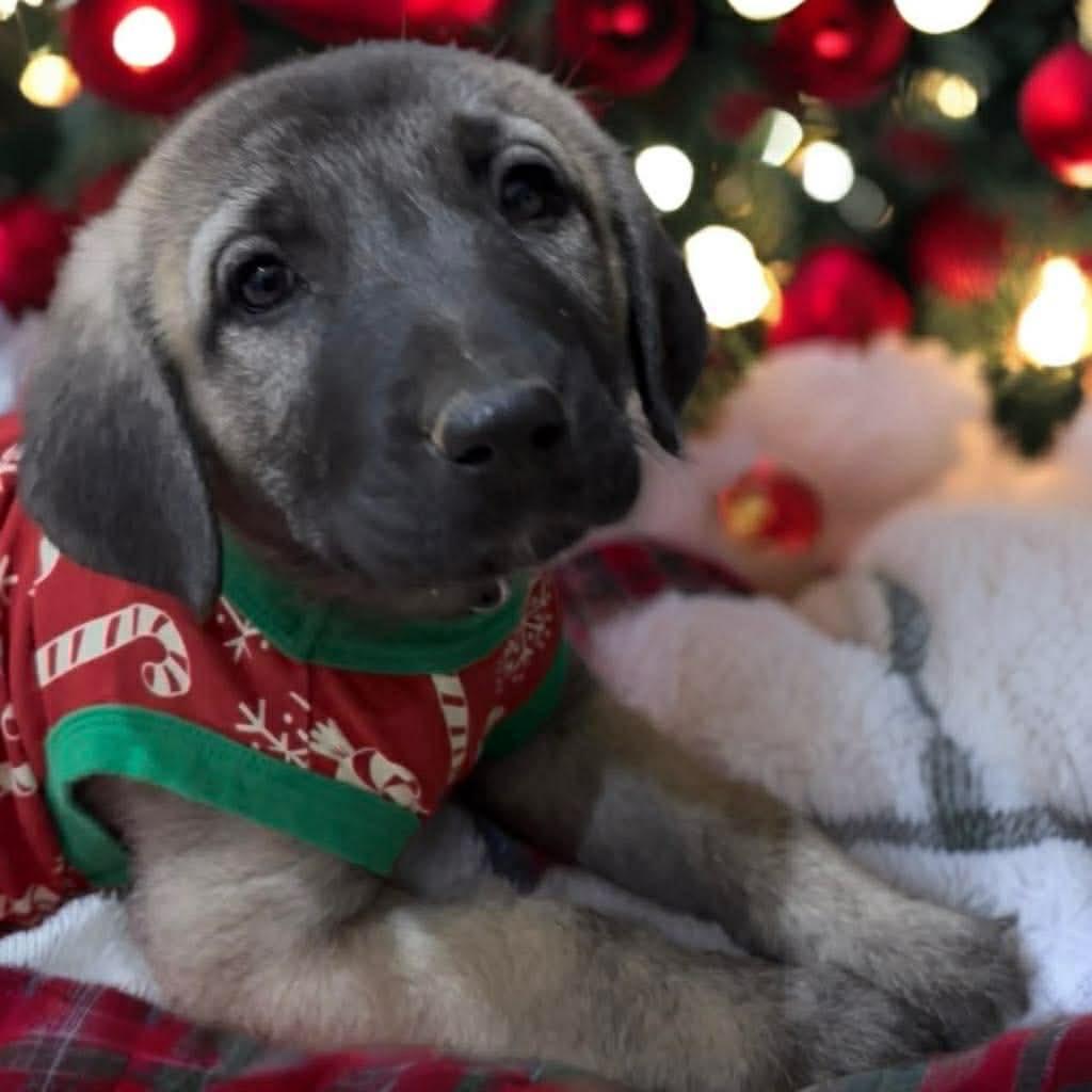 Enlarge Anya, a Adoptable Anatolian Shepherd in Phoenix, AZ image 3/3
