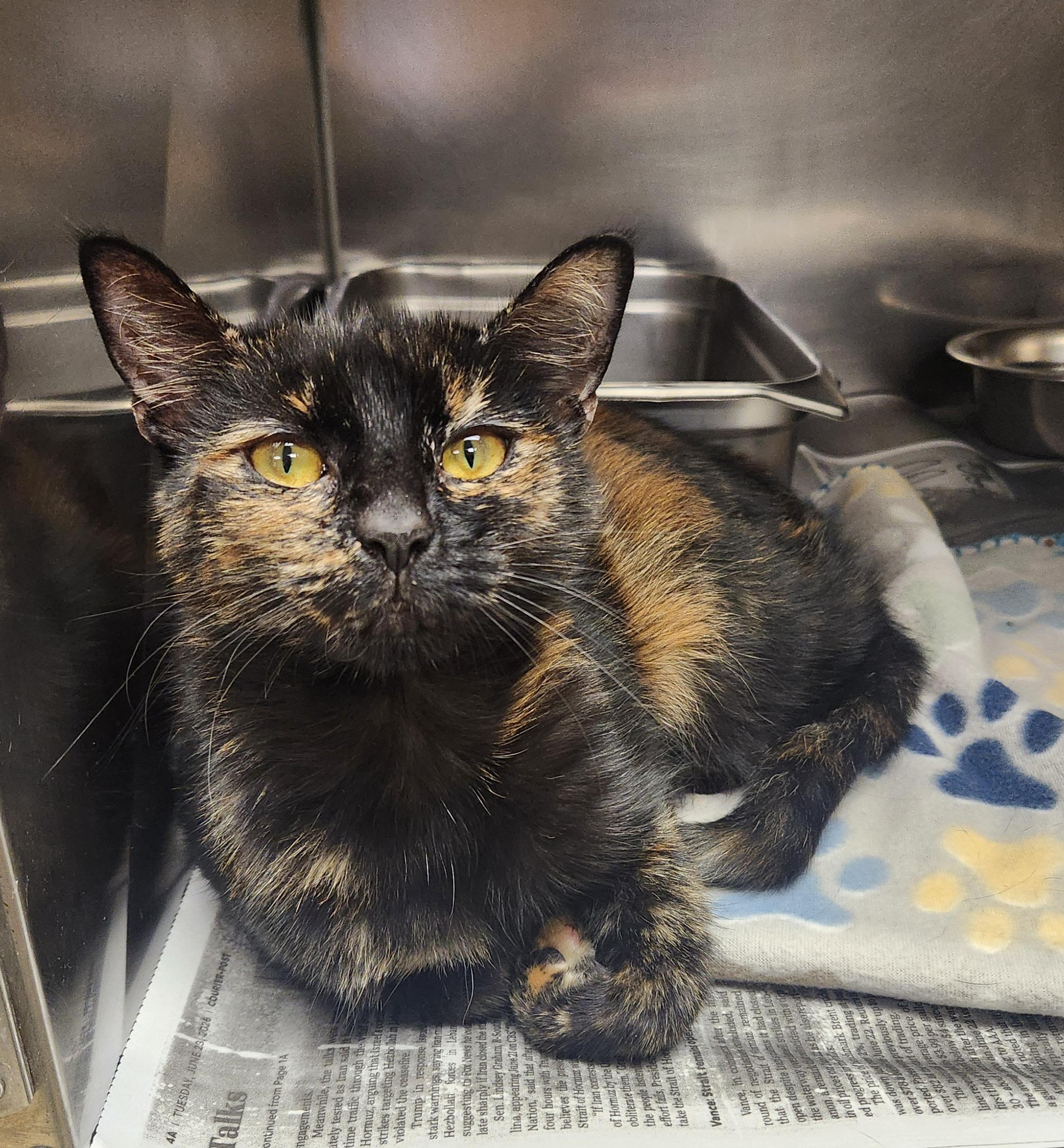 Enlarge Flower, a Adoptable Domestic Short Hair in Clayton, NJ image 1/1
