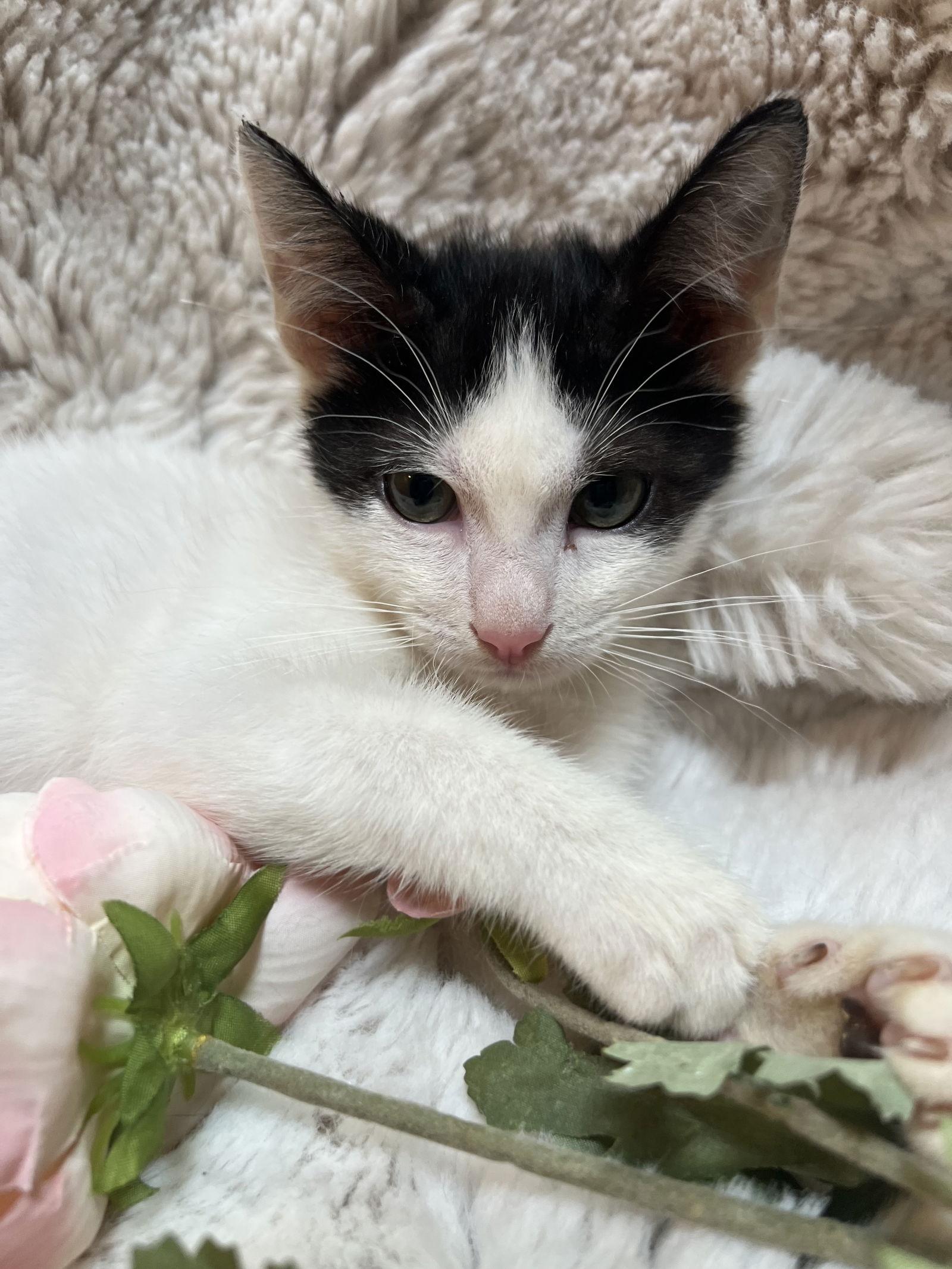 Enlarge Bunny the Adorable Manx, a Adopted mixed breed in Oviedo, FL image 1/2