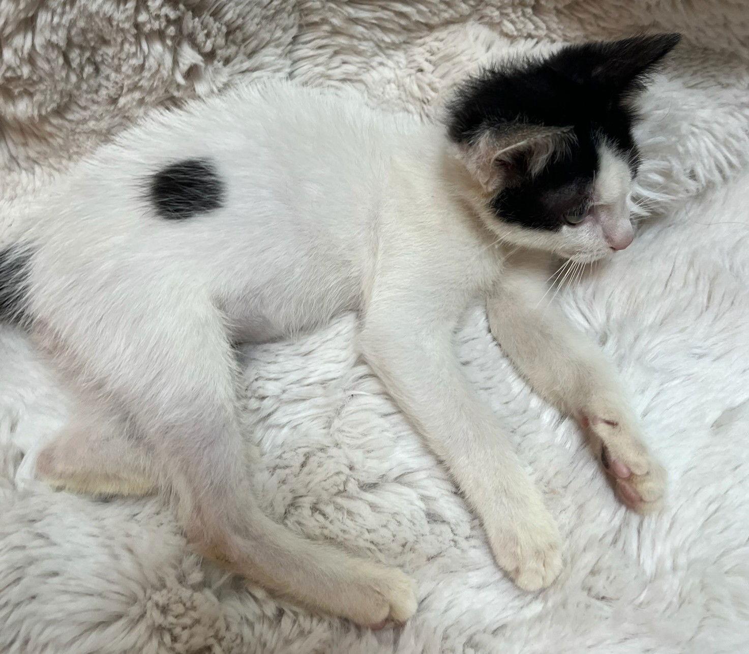 Enlarge Bunny the Adorable Manx, a Adopted mixed breed in Oviedo, FL image 2/2