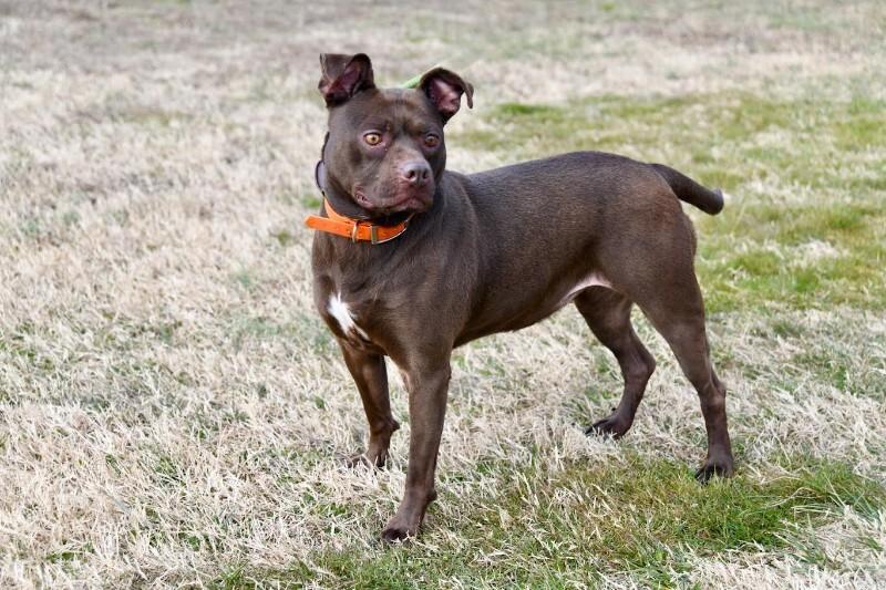 Itsy, a Adoptable mixed breed in Maryville, TN image 2/6