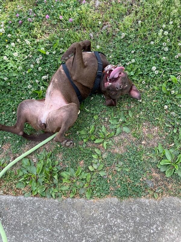 Enlarge Itsy, a Adoptable mixed breed in Maryville, TN image 1/6