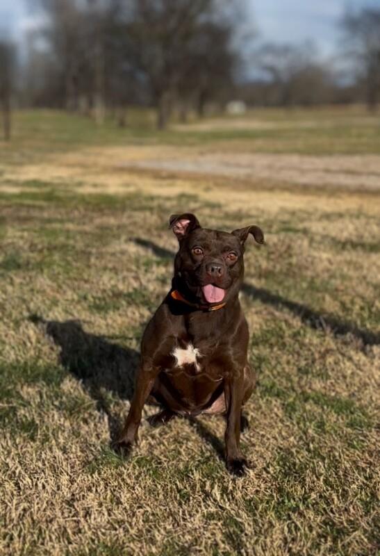 Itsy, a Adoptable mixed breed in Maryville, TN image 3/6