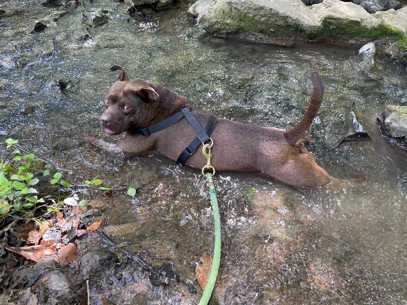 Enlarge Itsy, a Adoptable mixed breed in Maryville, TN image 2/6