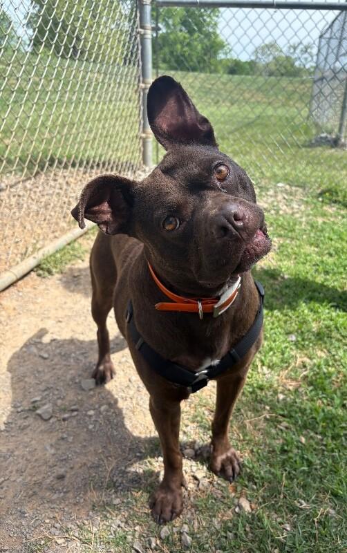 Enlarge Itsy, a Adoptable mixed breed in Maryville, TN image 3/6