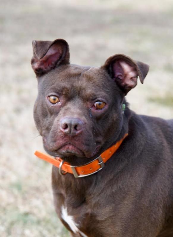 Itsy, a Adoptable mixed breed in Maryville, TN image 4/6