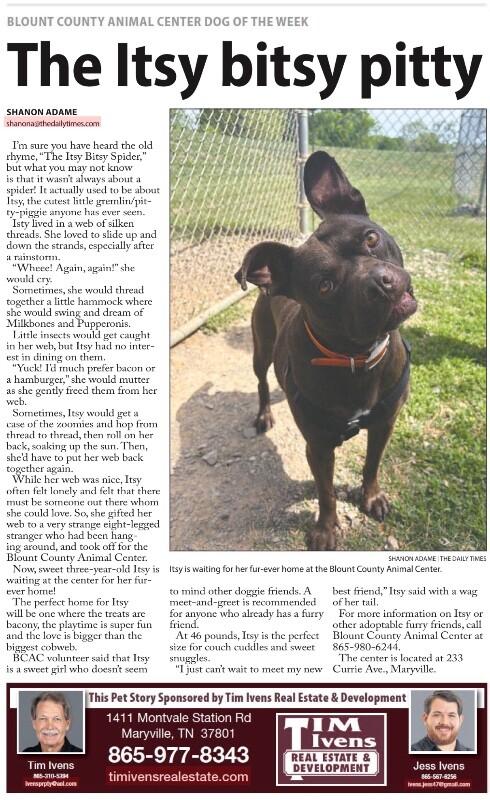 Enlarge Itsy, a Adoptable mixed breed in Maryville, TN image 4/6