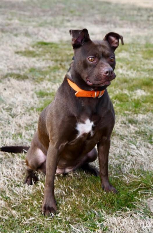 Itsy, a Adoptable mixed breed in Maryville, TN image 6/6