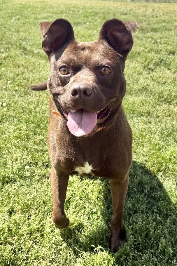 Enlarge Itsy, a Adoptable mixed breed in Maryville, TN image 5/6