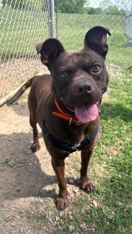 Enlarge Itsy, a Adoptable mixed breed in Maryville, TN image 6/6