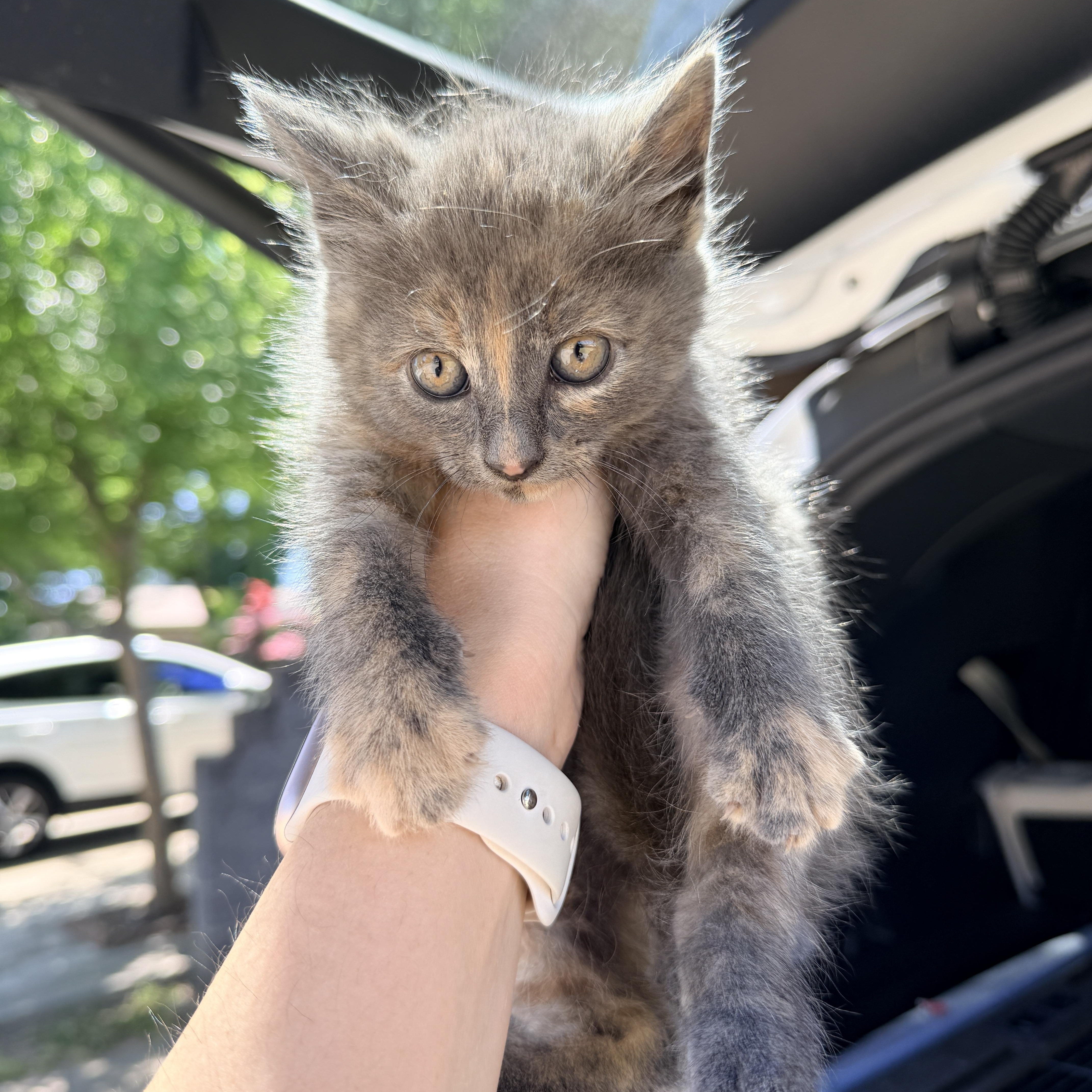 Truffle, ADOPTABLE, Kitten Female Domestic Short Hair.