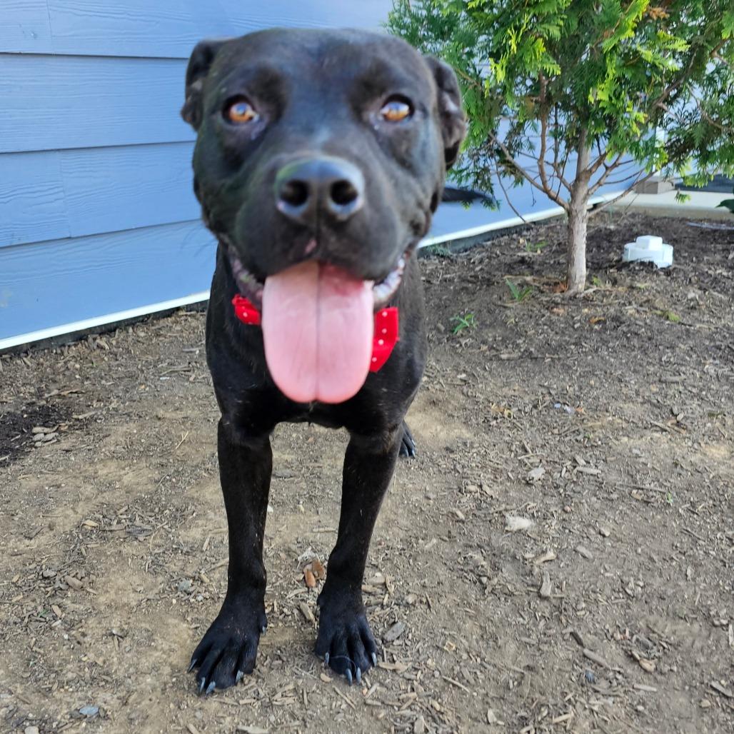 Enlarge Acorn, a Adoptable mixed breed in Phoenix, AZ image 1/6