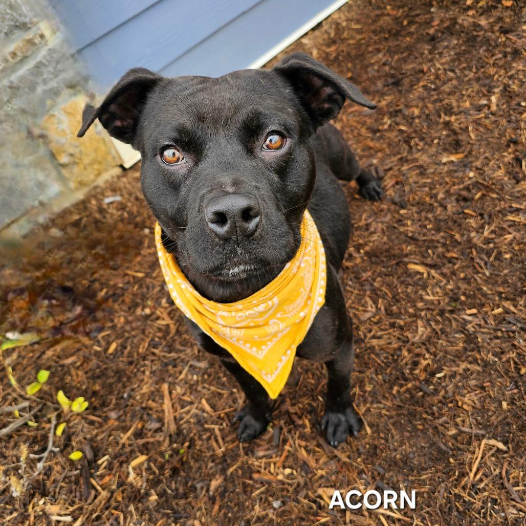 Enlarge Acorn, a Adoptable mixed breed in Phoenix, AZ image 2/6