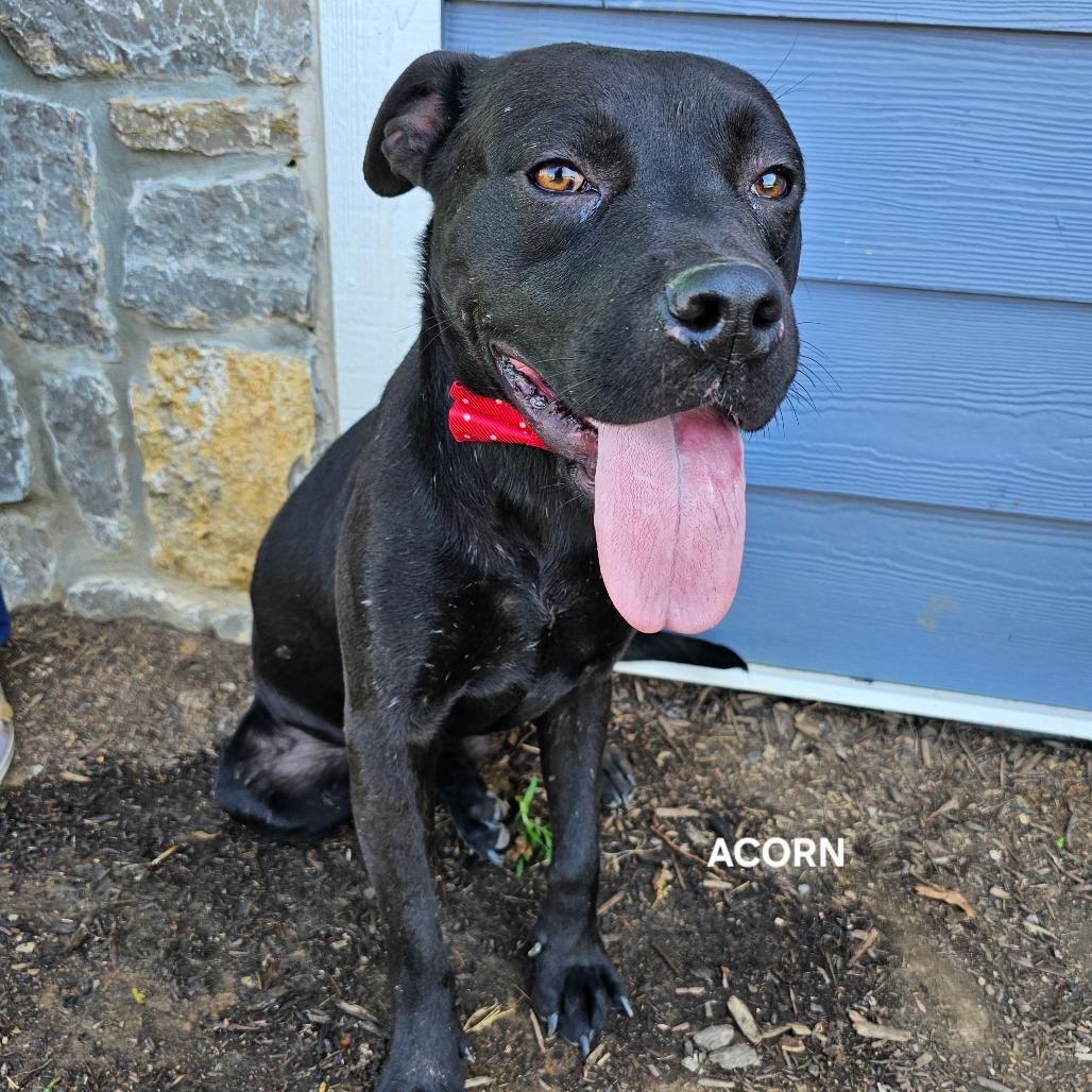 Enlarge Acorn, a Adoptable mixed breed in Phoenix, AZ image 3/6