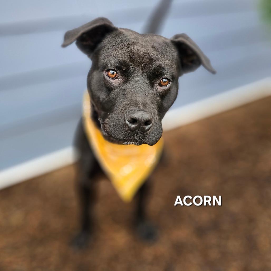 Enlarge Acorn, a Adoptable mixed breed in Phoenix, AZ image 4/6