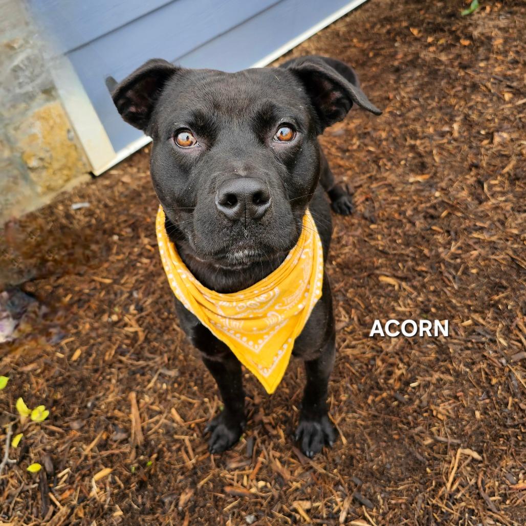 Enlarge Acorn, a Adoptable mixed breed in Phoenix, AZ image 5/6
