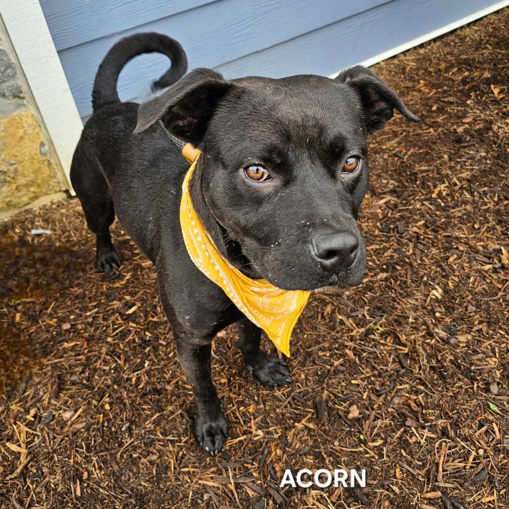 Enlarge Acorn, a Adoptable mixed breed in Phoenix, AZ image 6/6
