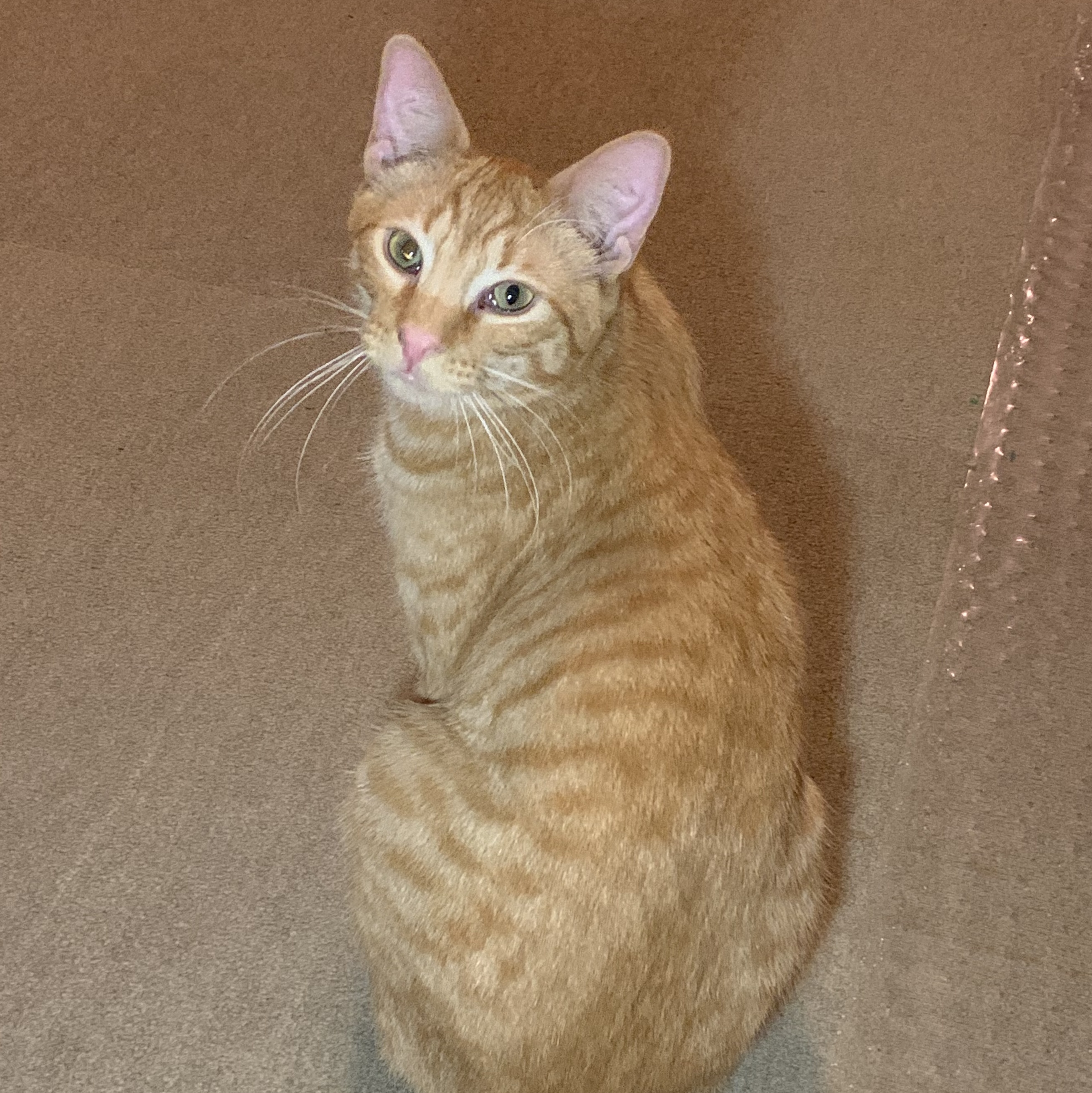 Oliver, a Adoptable Domestic Short Hair in North Tonawanda, NY image 2/6