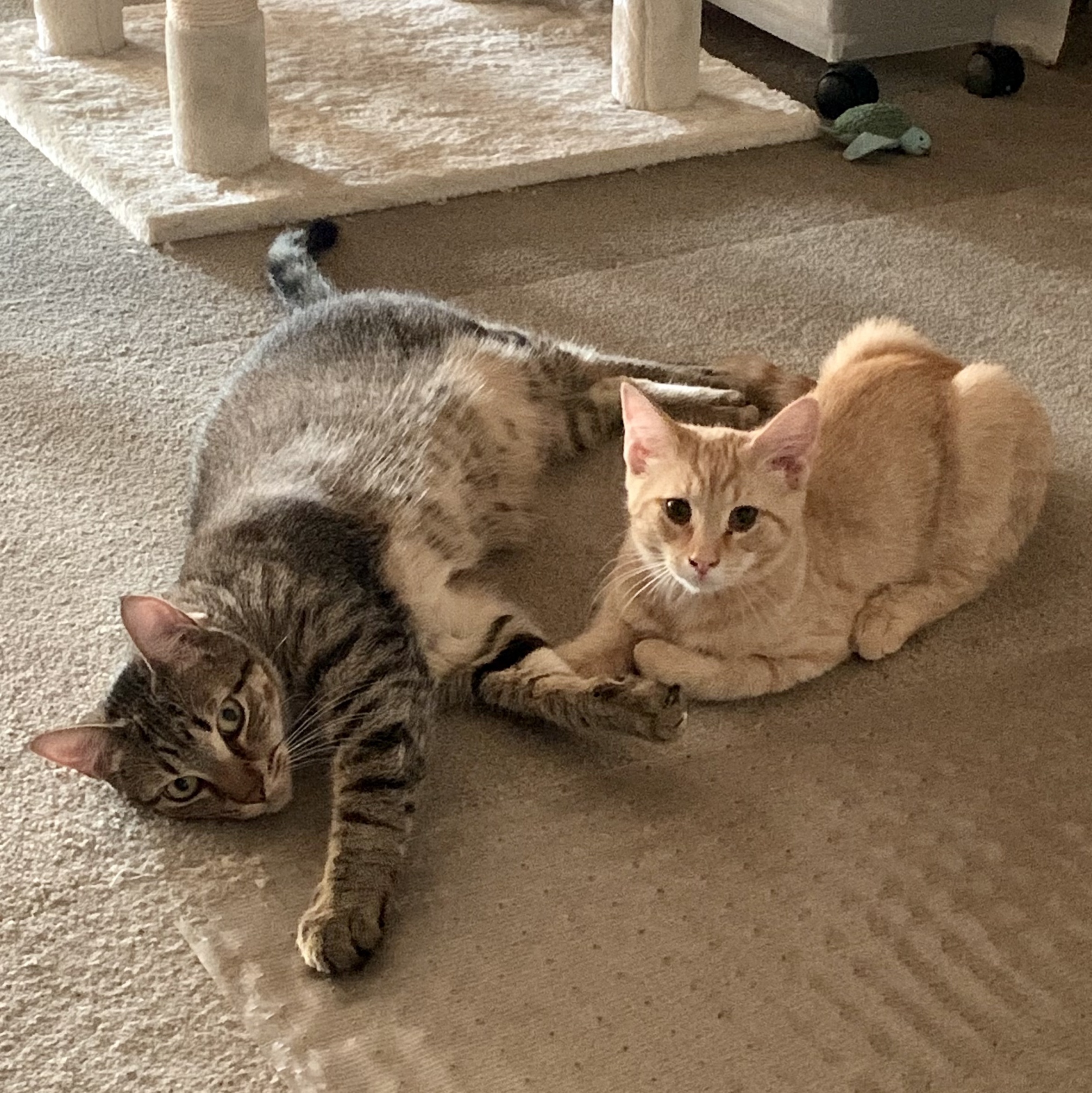 Oliver, a Adoptable Domestic Short Hair in North Tonawanda, NY image 5/6