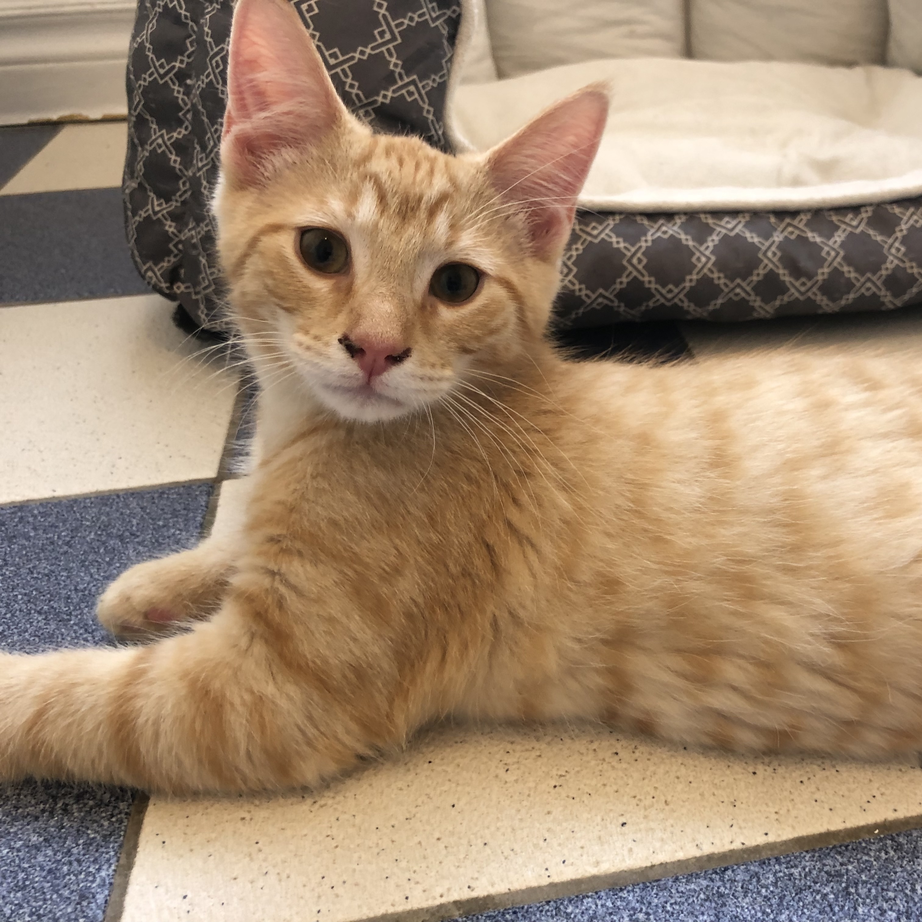 Oliver, a Adoptable Domestic Short Hair in North Tonawanda, NY image 6/6