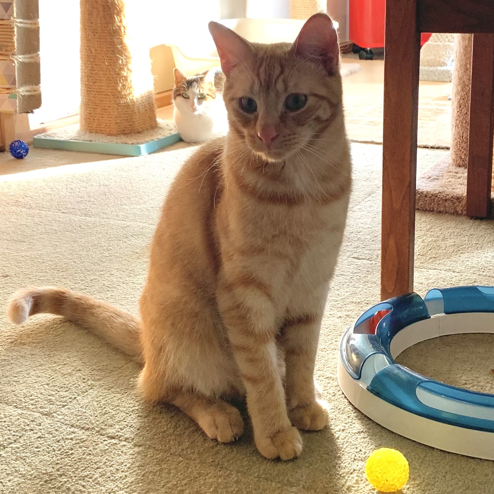 Oliver, a Adoptable Domestic Short Hair in North Tonawanda, NY image 1/6