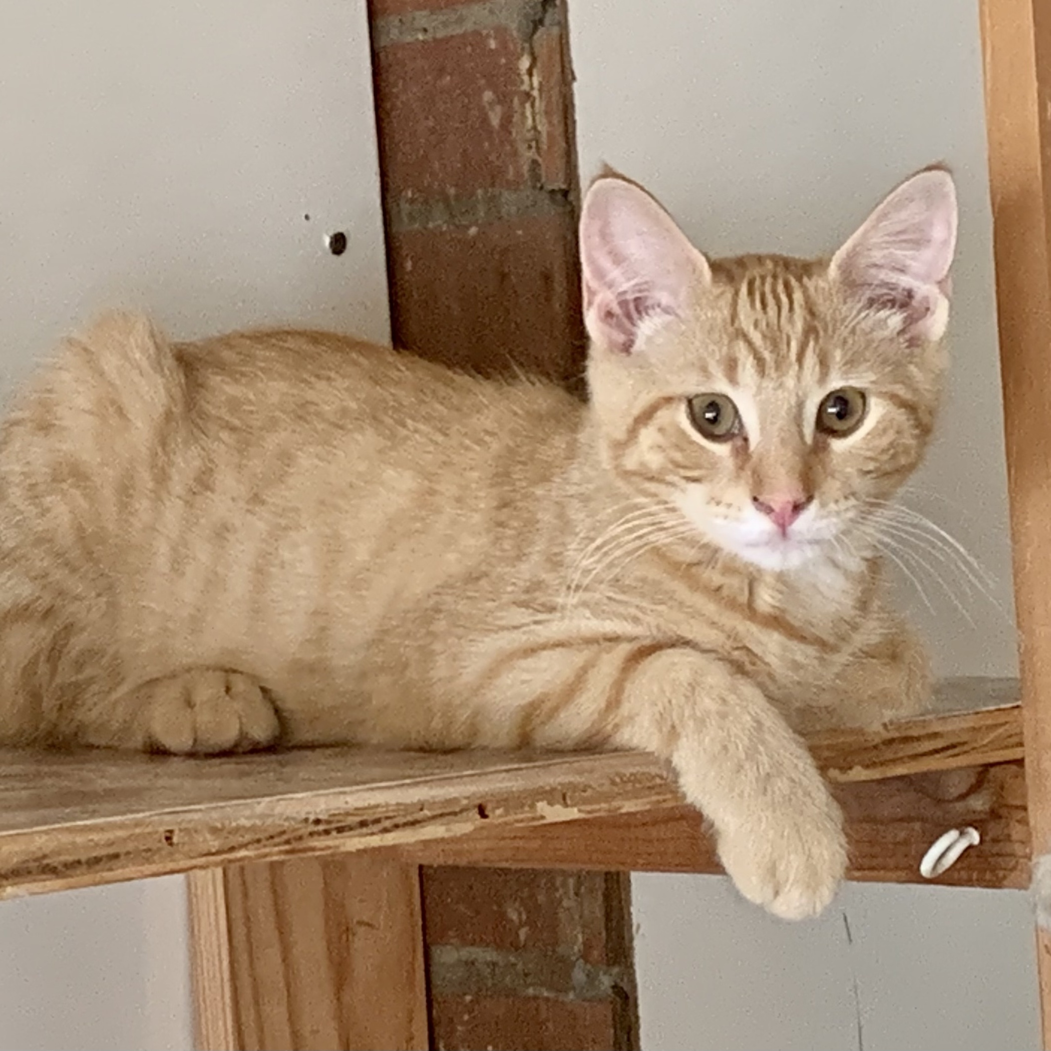 Oliver, a Adoptable Domestic Short Hair in North Tonawanda, NY image 3/6