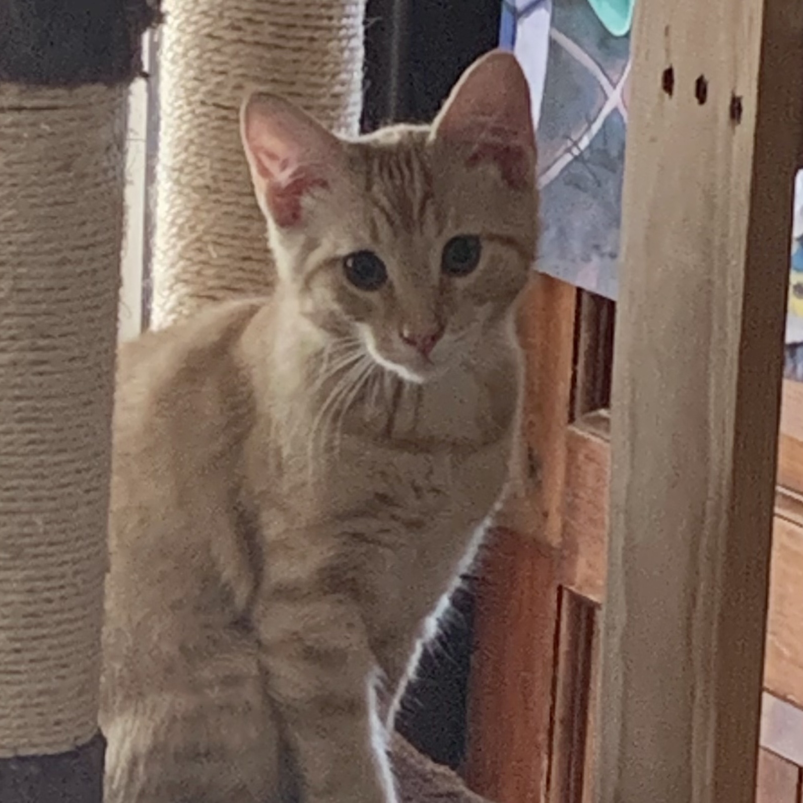 Oliver, a Adoptable Domestic Short Hair in North Tonawanda, NY image 4/6