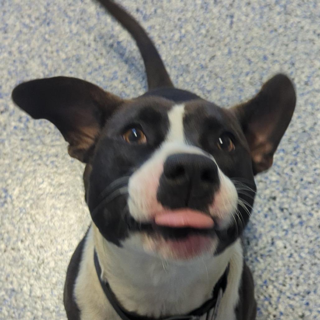 Enlarge Vultar, a Adoptable mixed breed in Greenville, SC image 1/6