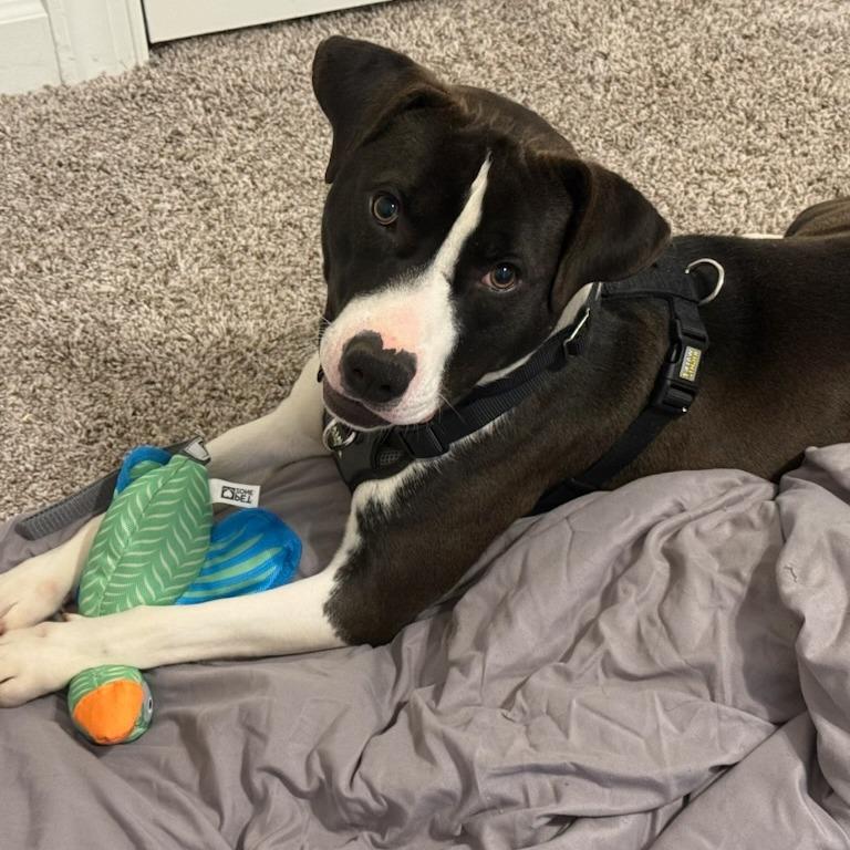 Enlarge Vultar, a Adoptable mixed breed in Greenville, SC image 3/6