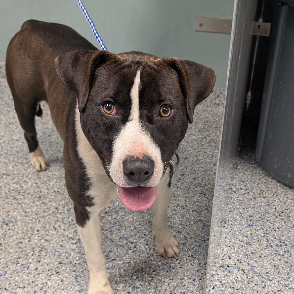 Enlarge Vultar, a Adoptable mixed breed in Greenville, SC image 4/6