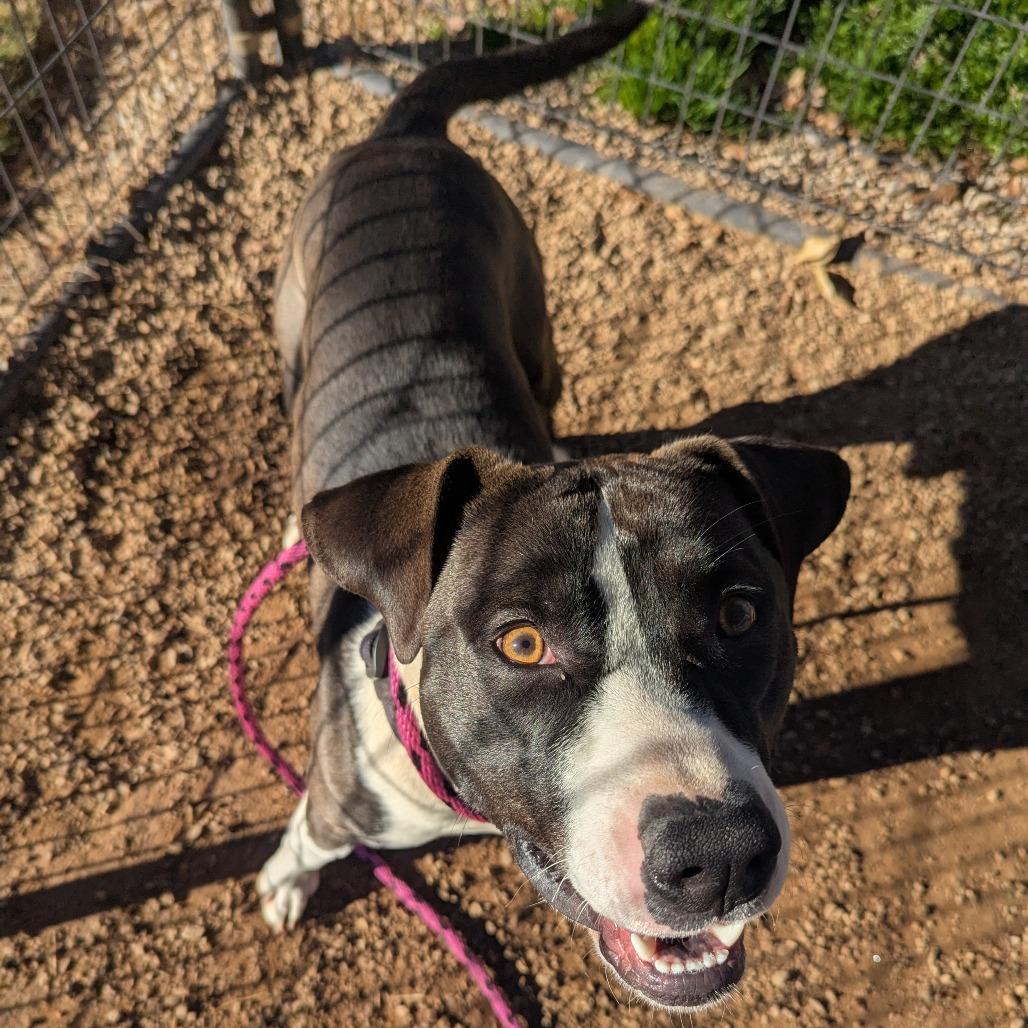 Enlarge Vultar, a Adoptable mixed breed in Greenville, SC image 5/6