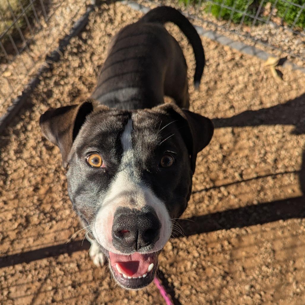 Enlarge Vultar, a Adoptable mixed breed in Greenville, SC image 6/6
